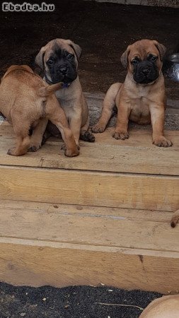 Eladó törzskönyvezett bullmastiff kiskutyák