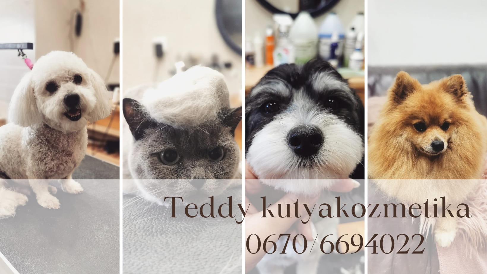 Teddy kutyakozmetika