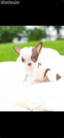 I have some lovely teacup Chihuahua puppies