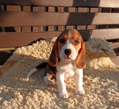 Beagle