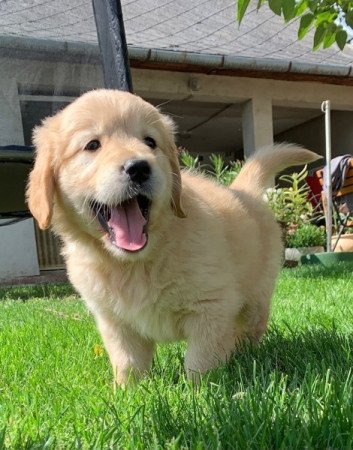 Golden retriever