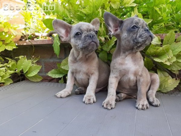 eladó francia bulldog blue fawn merle