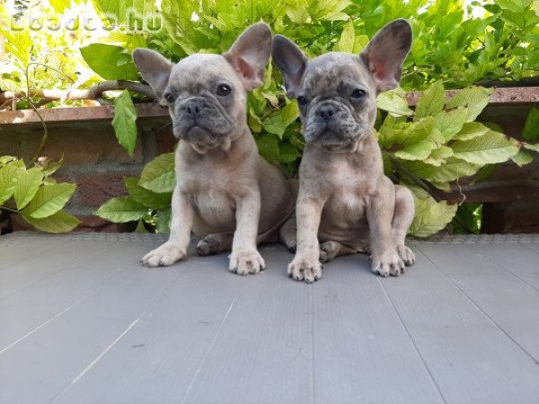 eladó francia bulldog blue fawn merle