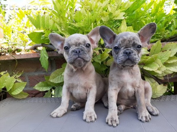 eladó francia bulldog blue fawn merle