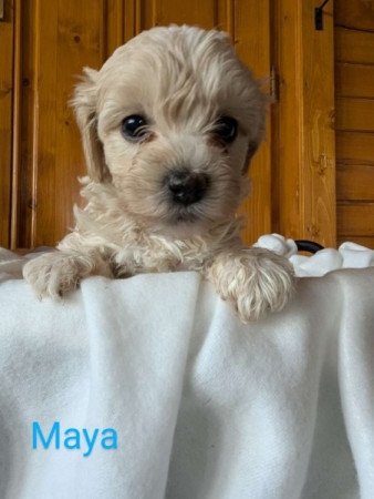 Maltipoo