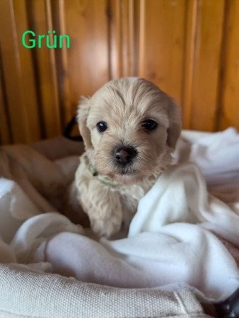 Maltipoo