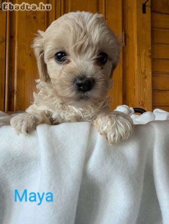 Maltipoo