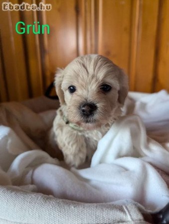 Maltipoo