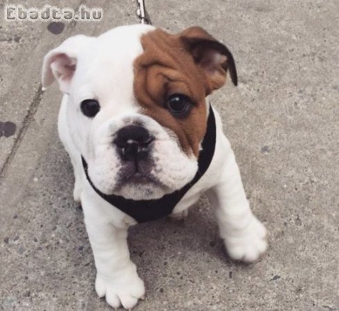 Lovely Bulldog for Adoption