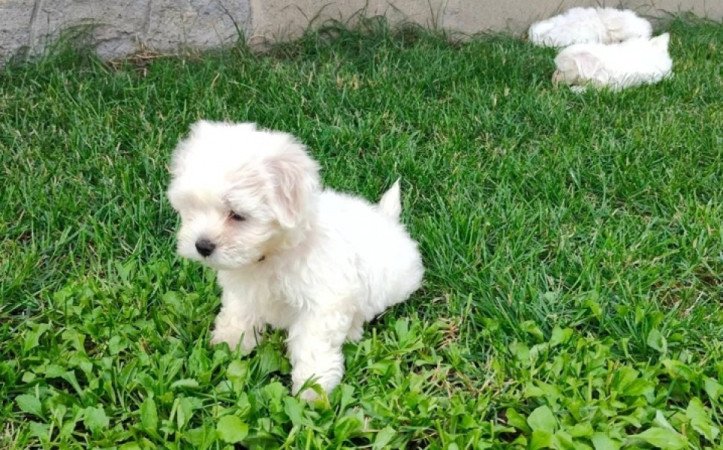 Havanese