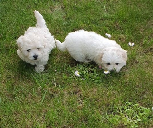 Havanese