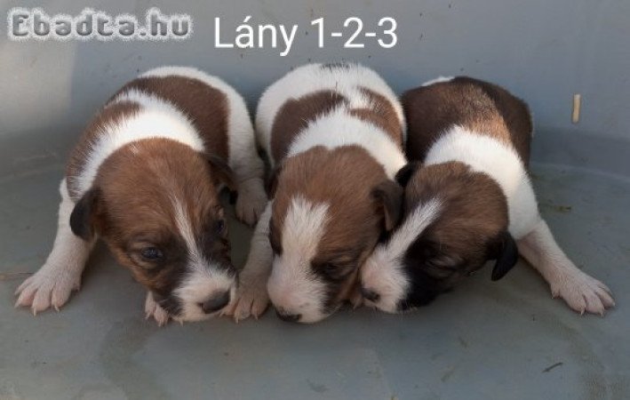 Foxterrier kölykök törzskönyvezett szülőktől