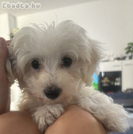 Bichon Havanese