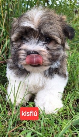 Bichon havanese