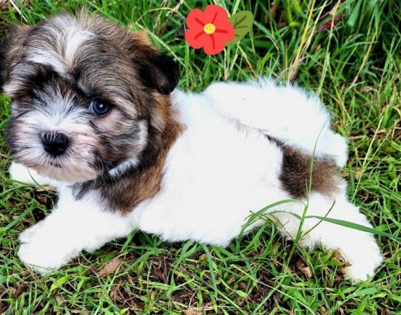 Bichon havanese