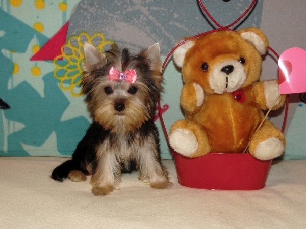 Yorkshire Terrier, Yorki