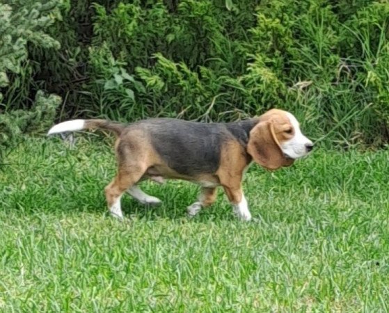 Beagle