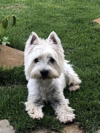 West Highland White terrier