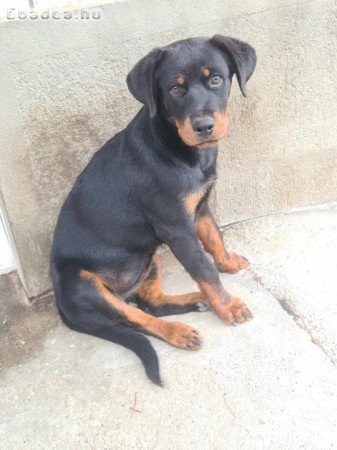 Rottweiler szuka kölyök kutya