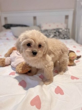 Maltipoo malati es toy uszkar