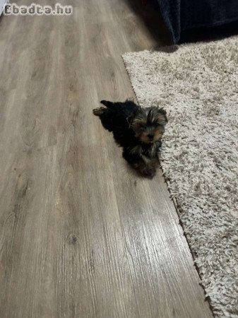 yorkshire terrier mini yorkye