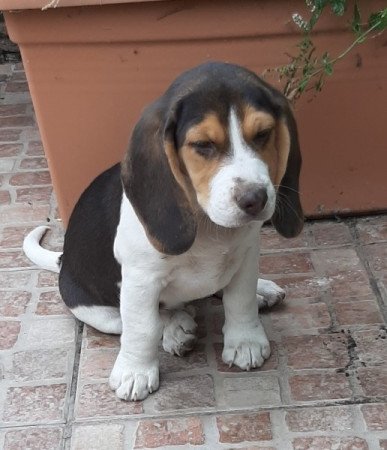 beagle