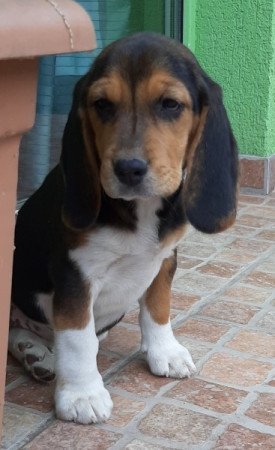 beagle