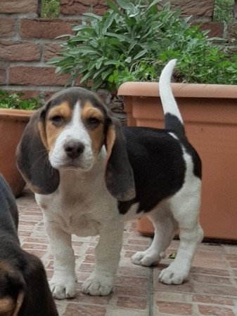 beagle