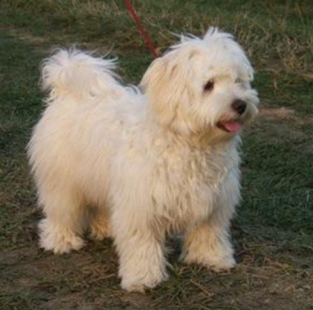 Bichon Havanese