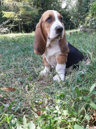 eladó basset hound