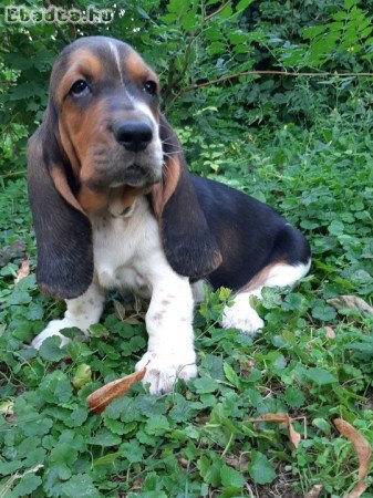 eladó basset hound