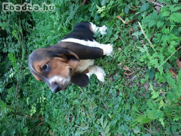 eladó basset hound