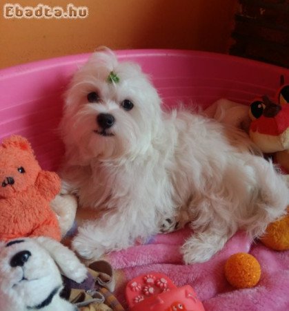 Gyönyörűszép Bichon Havanese kiskutyák