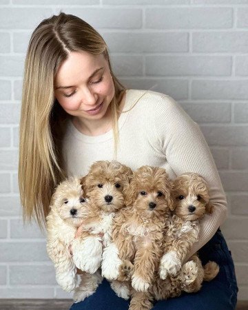 Imádnivaló maltipoo kölykök törzskönyvvel