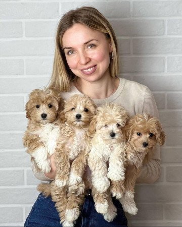 Imádnivaló maltipoo kölykök törzskönyvvel