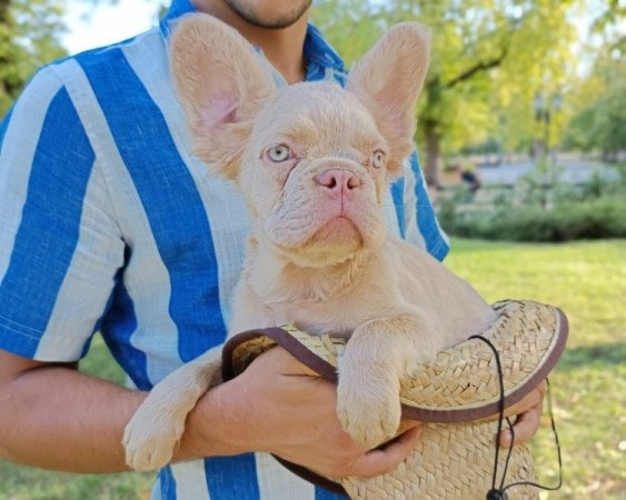 Francia bulldog french bulldog