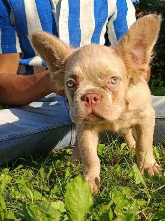 Francia bulldog french bulldog