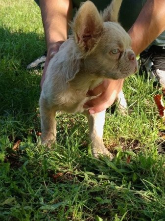 Francia bulldog french bulldog