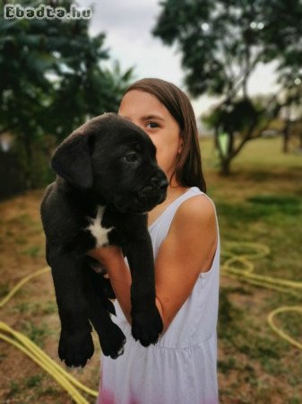 Cane corso kölyök