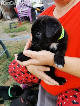 Cane corso kölyök