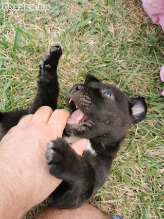 Cane corso kölyök