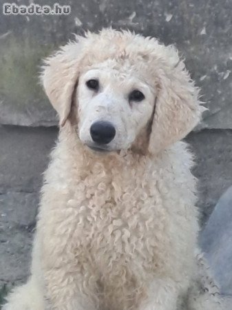 Kuvasz