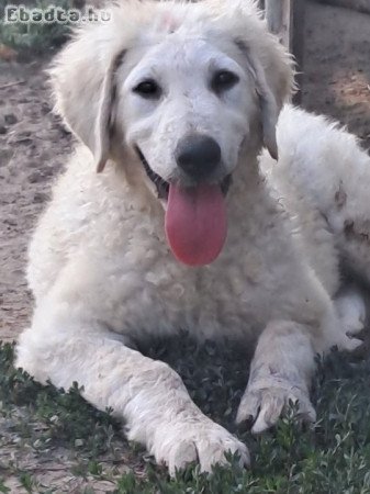 Kuvasz