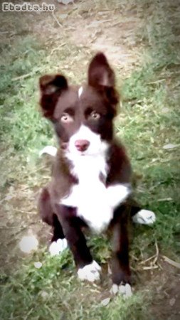 Csokoládé Border Collie szuka