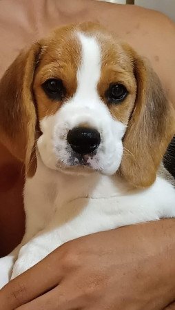 beagle