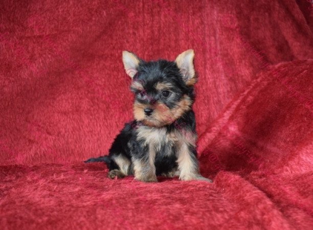 Yorkshire terrier