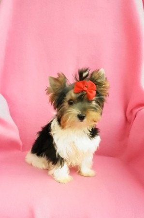 Yorkshire Terrier