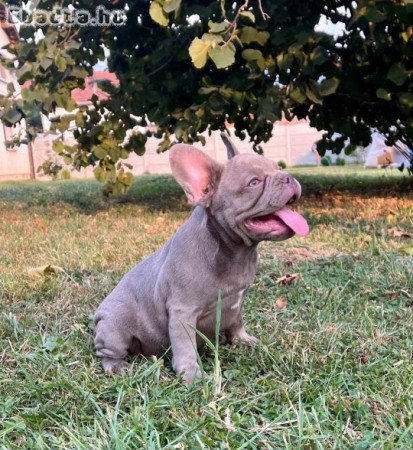 Exotic French Bulldogs