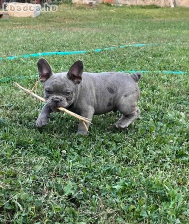 Exotic French Bulldogs