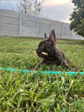 Exotic French Bulldogs